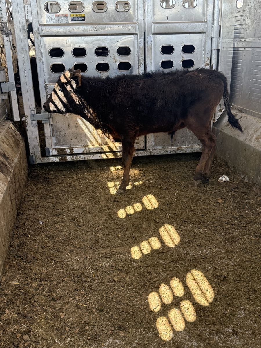 Corriente steer breakaway calf