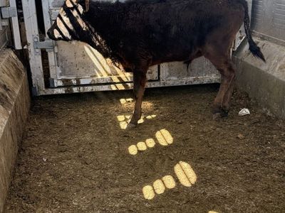 Corriente steer breakaway calf