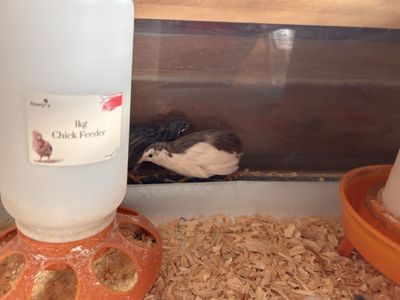 Two Adorable Button Quail and Tortoise Cage