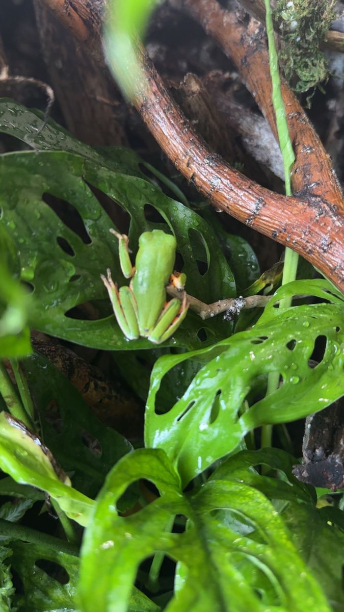 Tiger leg Tree Frog (Agalychnis callidryas) - Vibrant Live Amphibian Pet