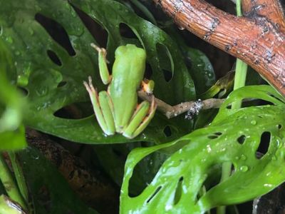 Tiger leg Tree Frog (Agalychnis callidryas) - Vibrant Live Amphibian Pet