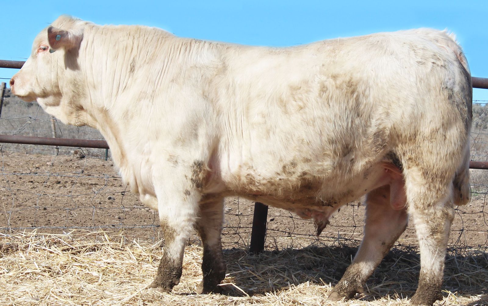 Charolais Bulls