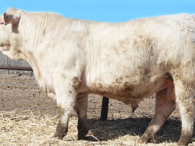 Charolais Bulls