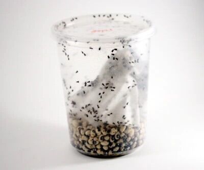Bean Beetle Cultures 1-$8 2-$15