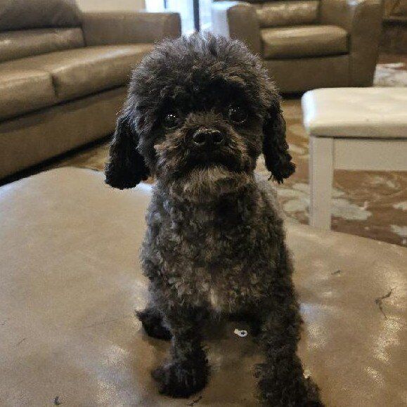 2 (shihztu poodle) shihpoo