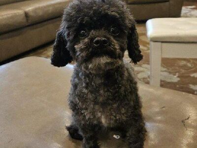 2 (shihztu poodle) shihpoo