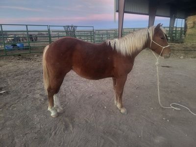 2024 Halflinger Quarter horse cross filly .