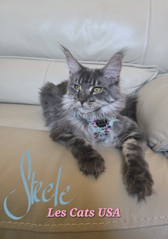 Maine Coon Blue Tabby Female, Steele