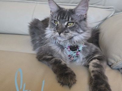 Maine Coon Blue Tabby Female, Steele