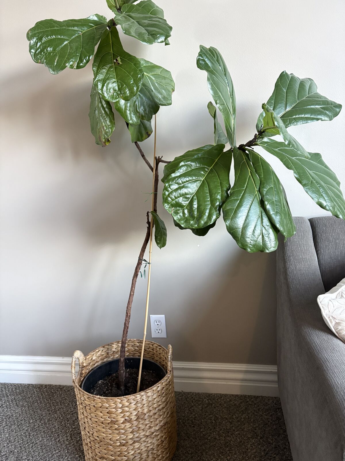 Fig leaf tree- 5.5 feet