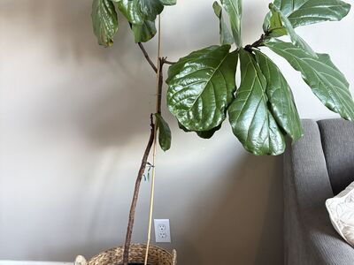 Fig leaf tree- 5.5 feet