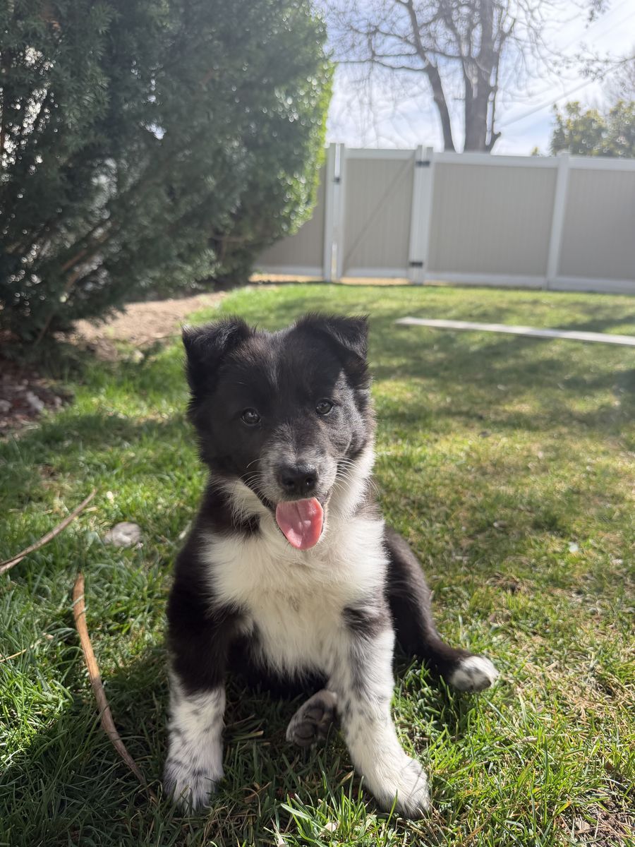 Half boarder collie Half australian shepherd