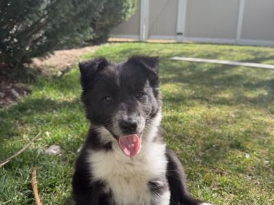 Half boarder collie Half australian shepherd