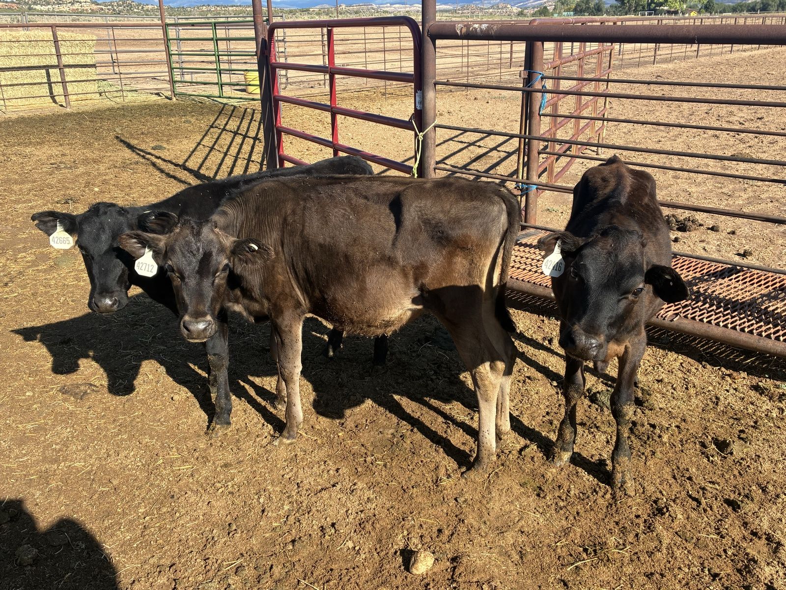Three Jersey Cross Calves-Breakaway