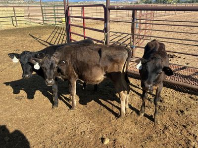 Three Jersey Cross Calves-Breakaway