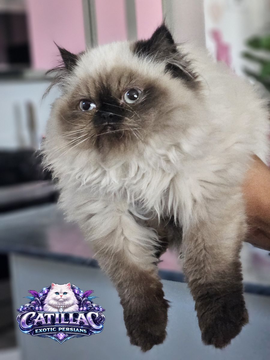 Persian kittens