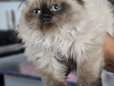 Persian kittens