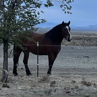 5yr old 3/4 draft mare