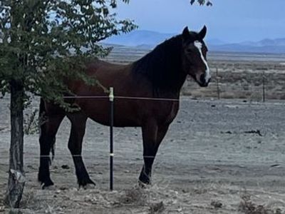 5yr old 3/4 draft mare