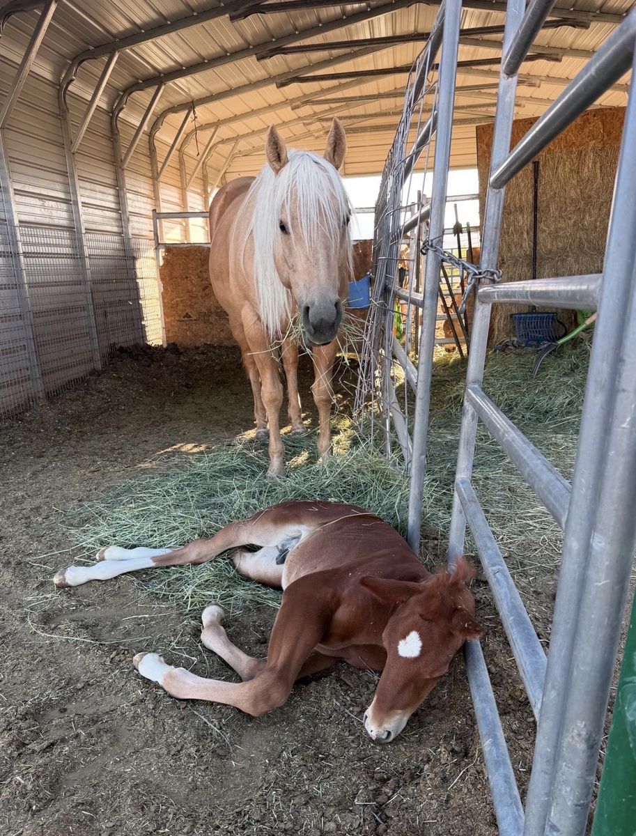 2019 AQHA Skipper W Mare