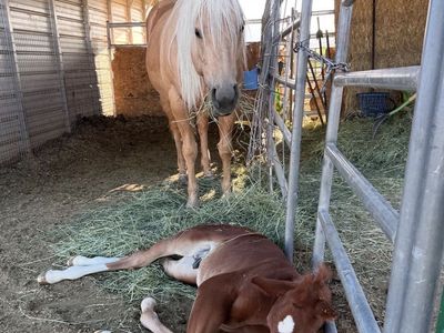 2019 AQHA Skipper W Mare