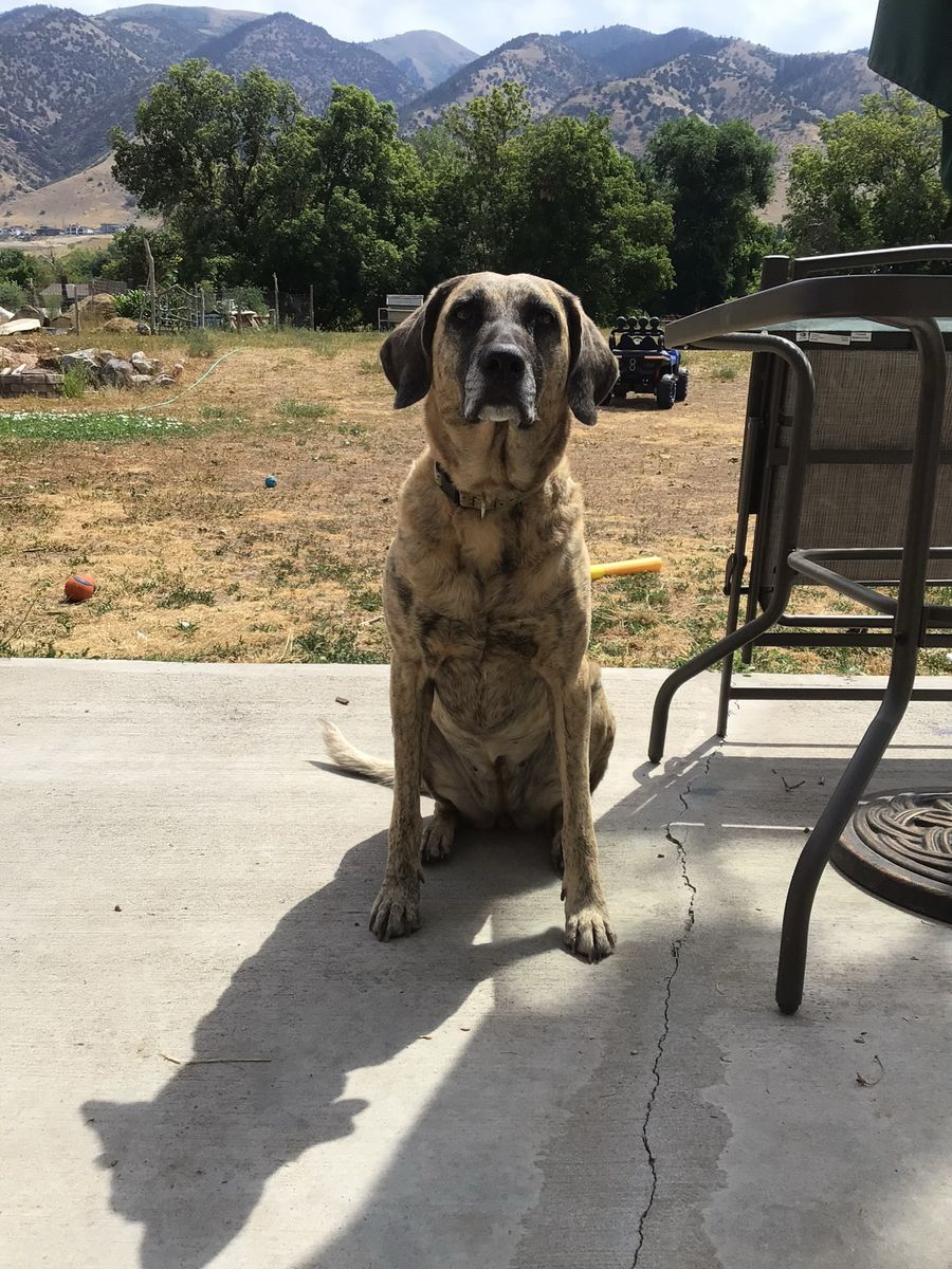 Chesapeake Bay Retriever/Plott Hound Dog needs new home