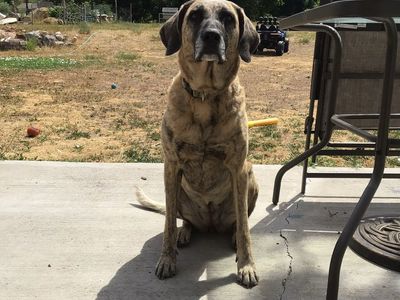 Chesapeake Bay Retriever/Plott Hound Dog needs new home