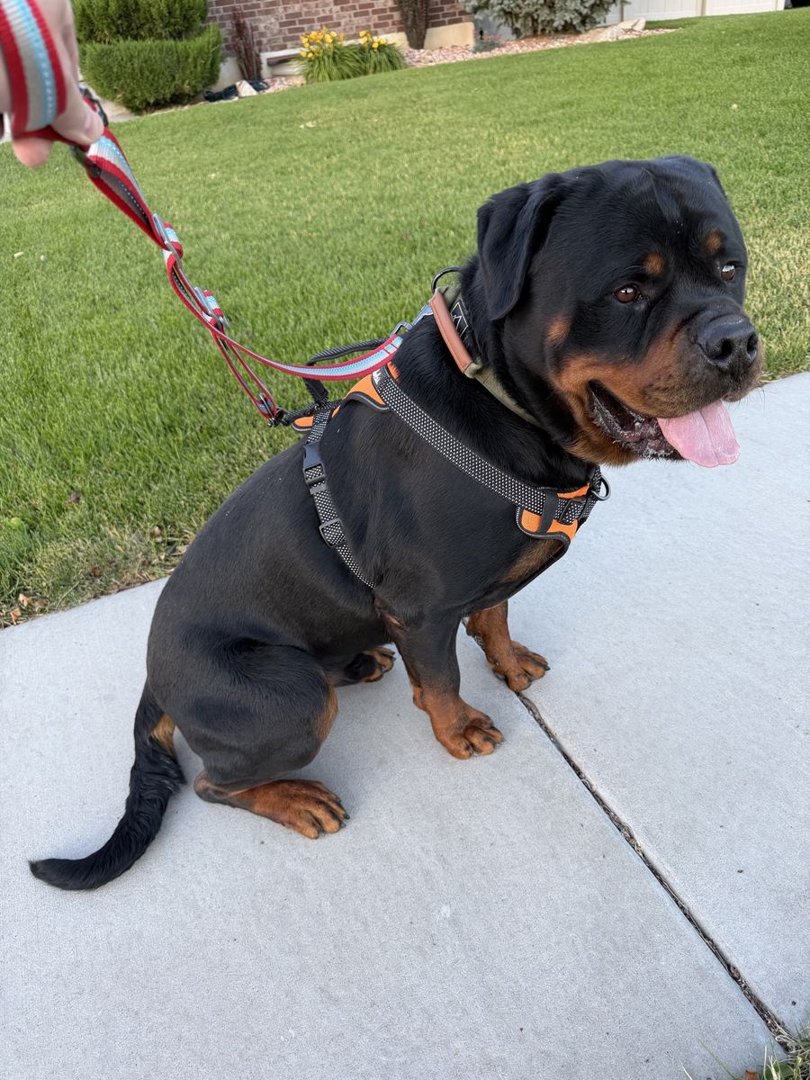 Rottweiler Stud