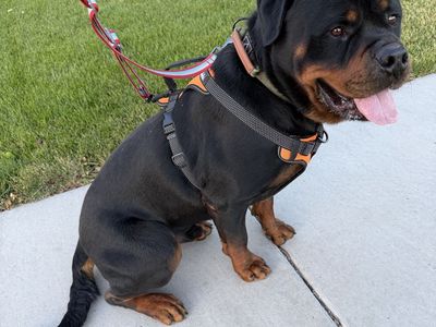 Rottweiler Stud
