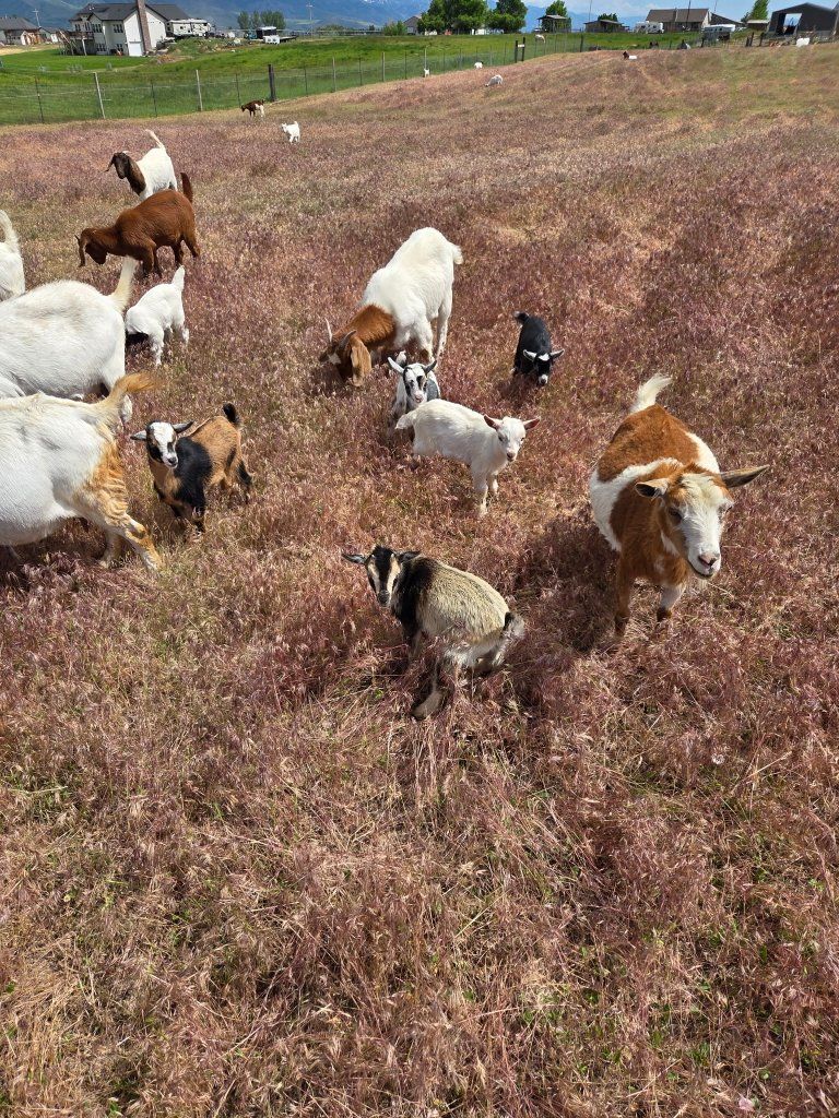 Goats