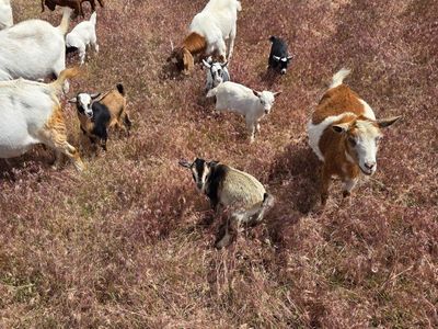Goats
