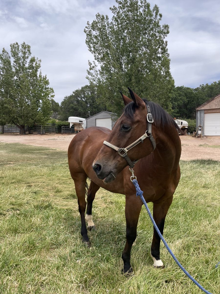 Bay roan gelding