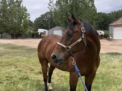 Bay roan gelding