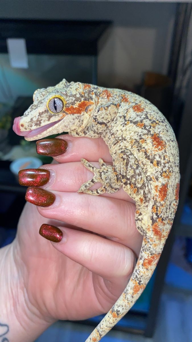 Male Gargoyle Gecko