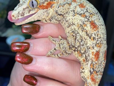Male Gargoyle Gecko