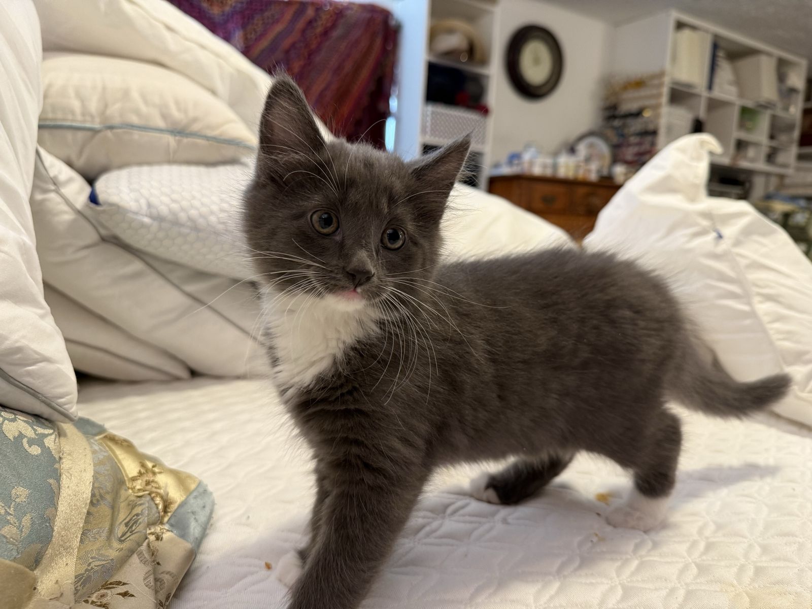 Kittens Galore!!