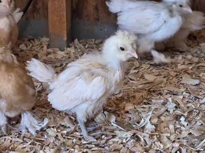 lemon barred polish chicks! rare!