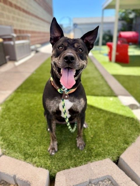 A109583 Bonnie is Available for Adoption!
