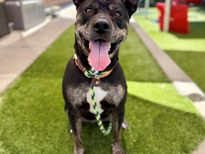 A109583 Bonnie is Available for Adoption!
