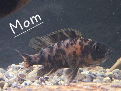 Cichlid Fry