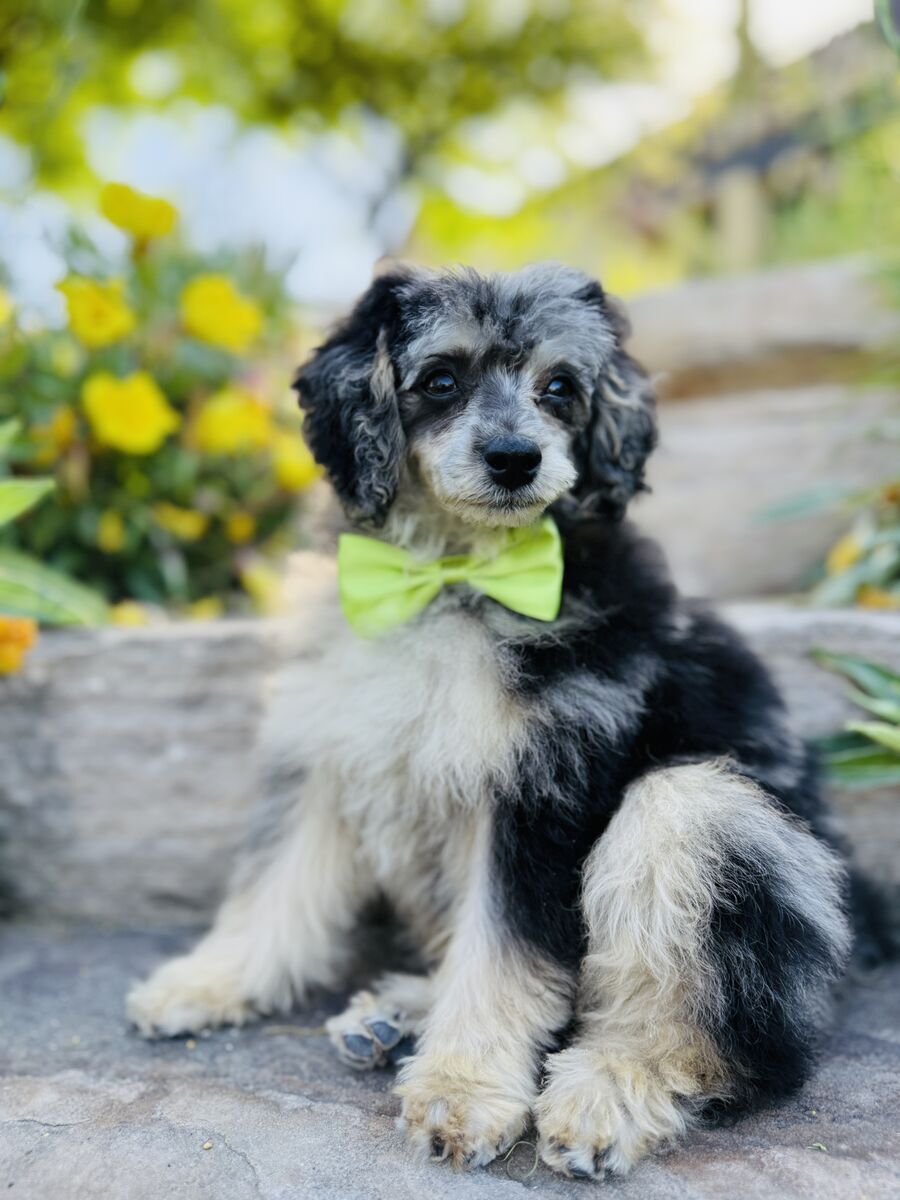 7lb Toy Poodle - Phantom + Merle + Bb, CLEAR 🦄