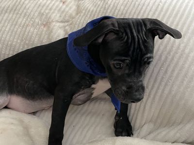 Pug bulls for sale