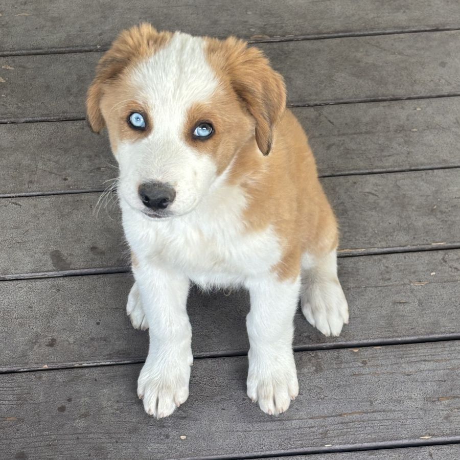 Siberian Husky/Bernadoodle