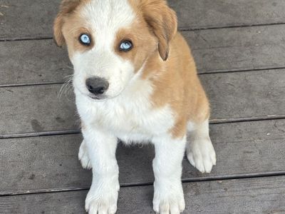 Siberian Husky/Bernadoodle