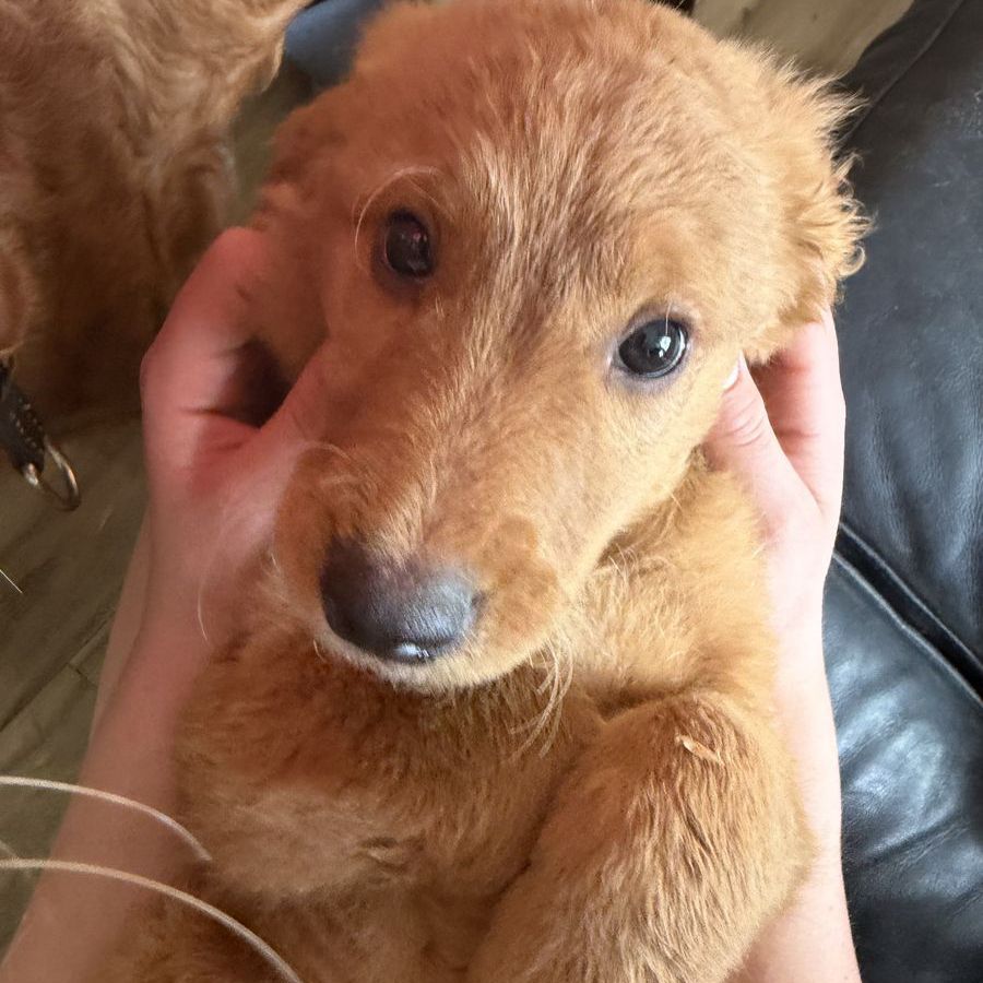 Irish Goldendoodle Puppies