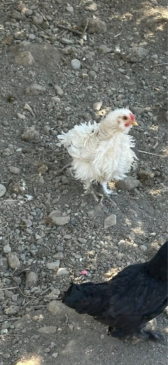 Roosters