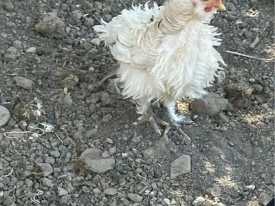 Roosters