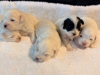 Adorable Maltese Puppies Mix for Sale - 4 available, 1 with distinctive black markings