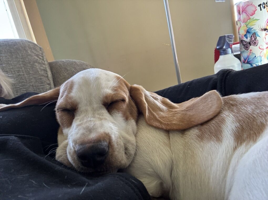 Bassett Hound Puppies