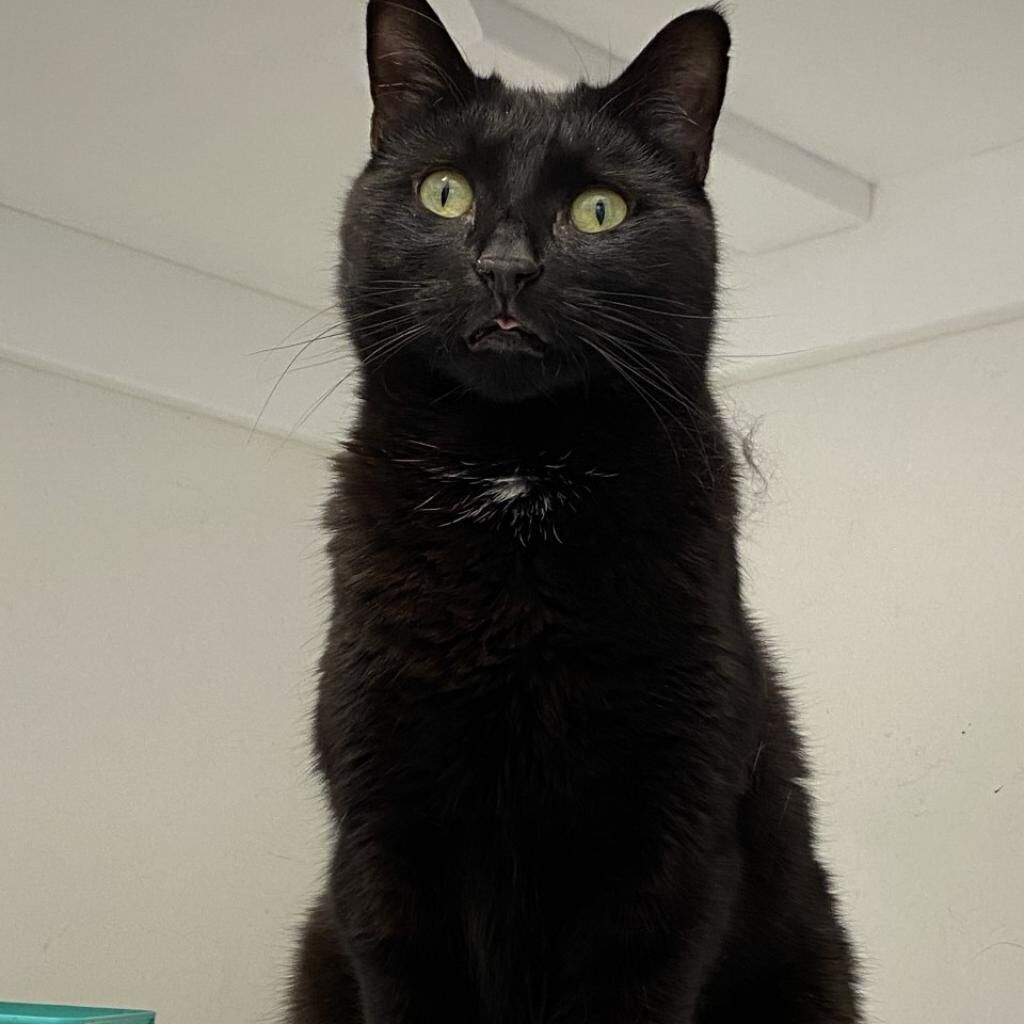 Hello my name is Molly